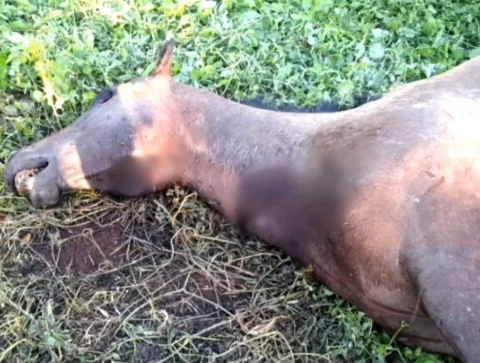 Idoso morre após levar coice de cavalo no interior do Ceará; animal é  encontrado morto a facadas momentos depois, Ceará