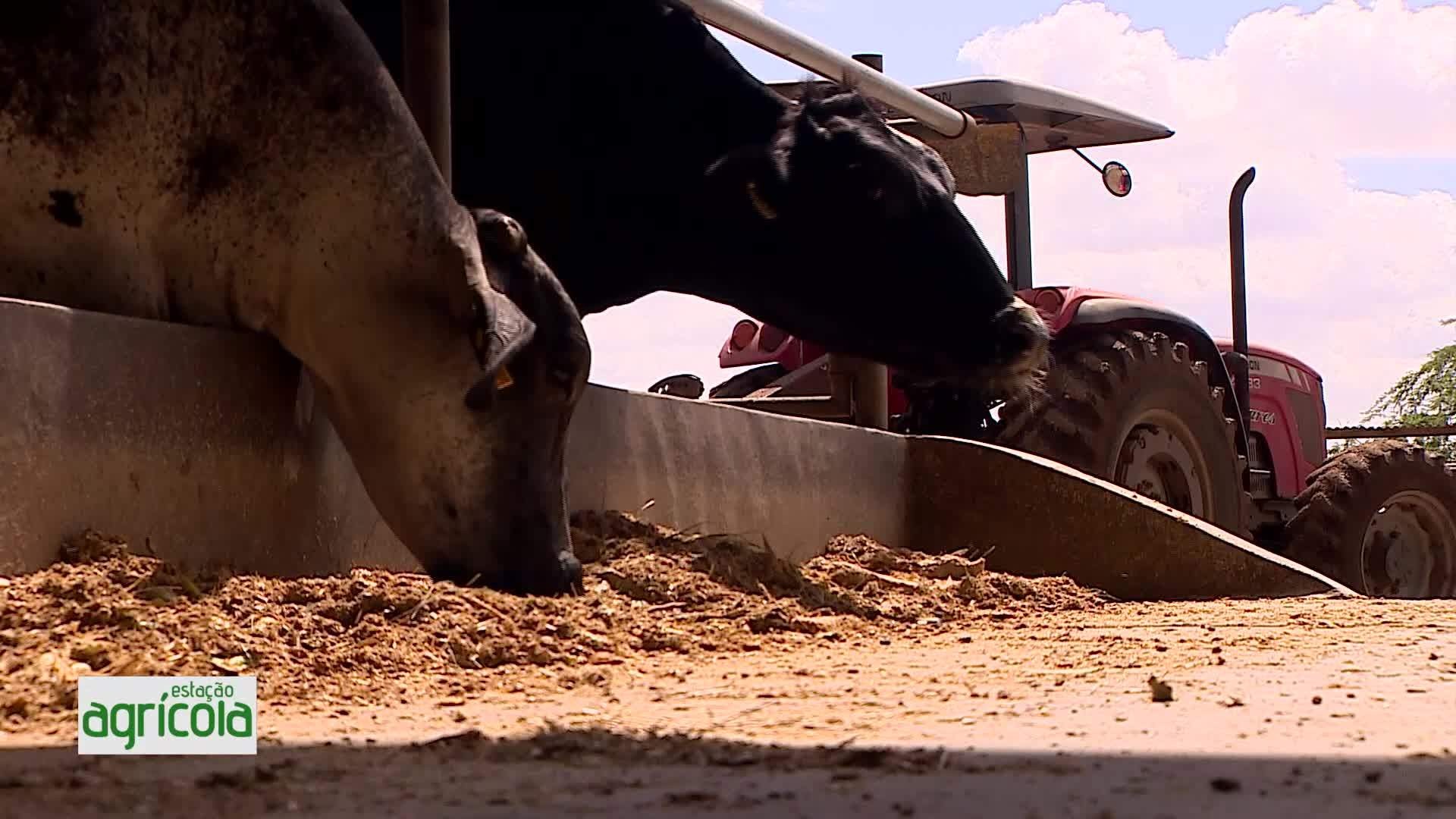 VÍDEOS: Estação Agrícola, 24 de maio de 2026
