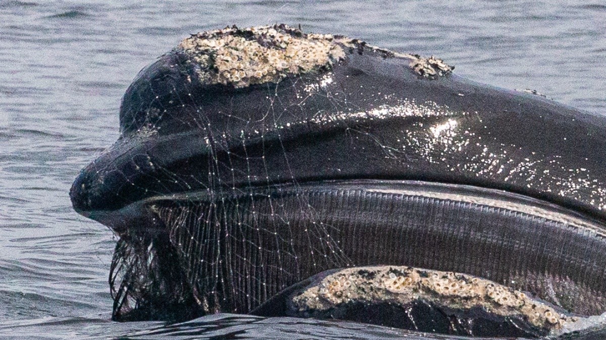 Baleia franca filmada com filhote no Arpoador está com rede de pesca presa na cabeça e boca; FOTOS