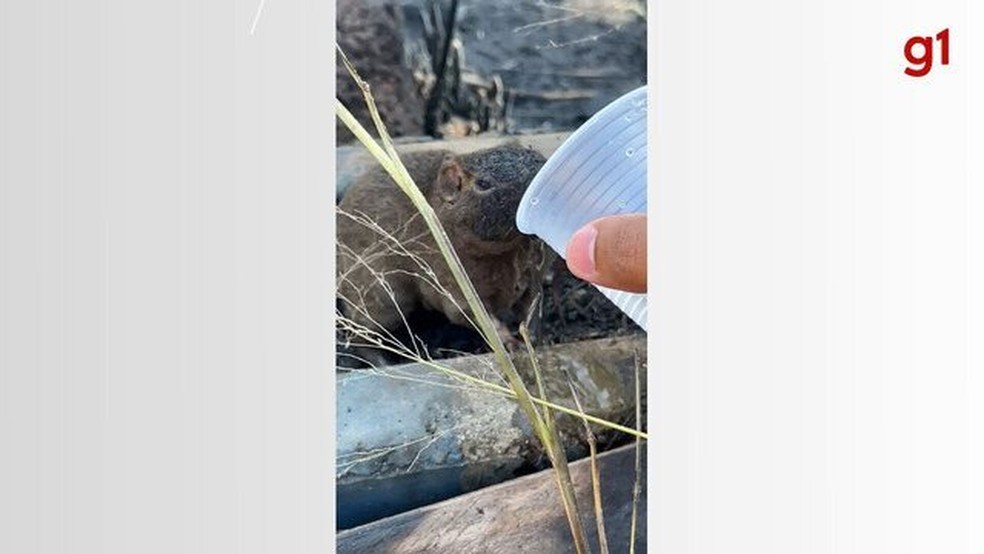 Vendedor resgatou animal silvestre de incêndio florestal em Paraíso do Tocantins — Foto: Acervo Pessoal