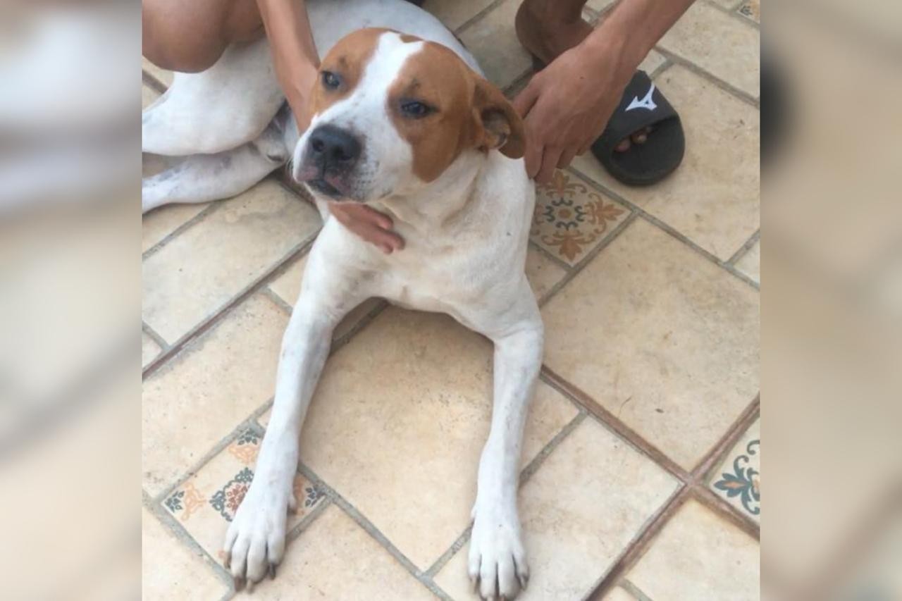 Após a morte de tutor, reação de cachorro encontrado ao lado do corpo comove a família: 'Fica choramingando' 