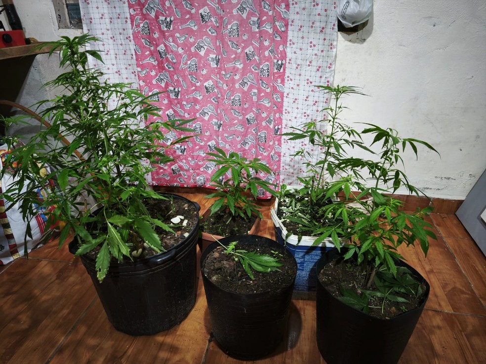 A ação teve como alvo uma associação criminosa envolvida com o tráfico de drogas no interior de SP — Foto: Divulgação/Polícia Civil