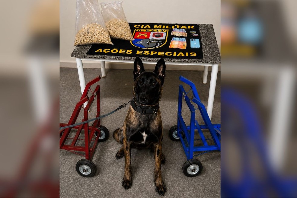 Cão policial identifica droga escondida em aço de carrinhos de transporte em Presidente Bernardes (SP) — Foto: 8º Baep/Reprodução