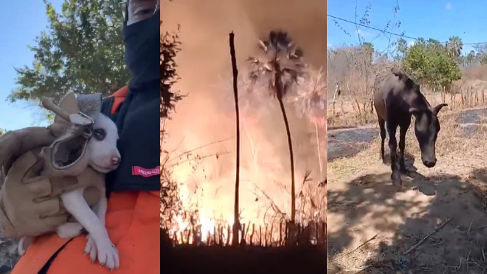 Bombeiros resgatam cavalos feridos e filhotes de cachorro durante incêndio em área de mata no PI