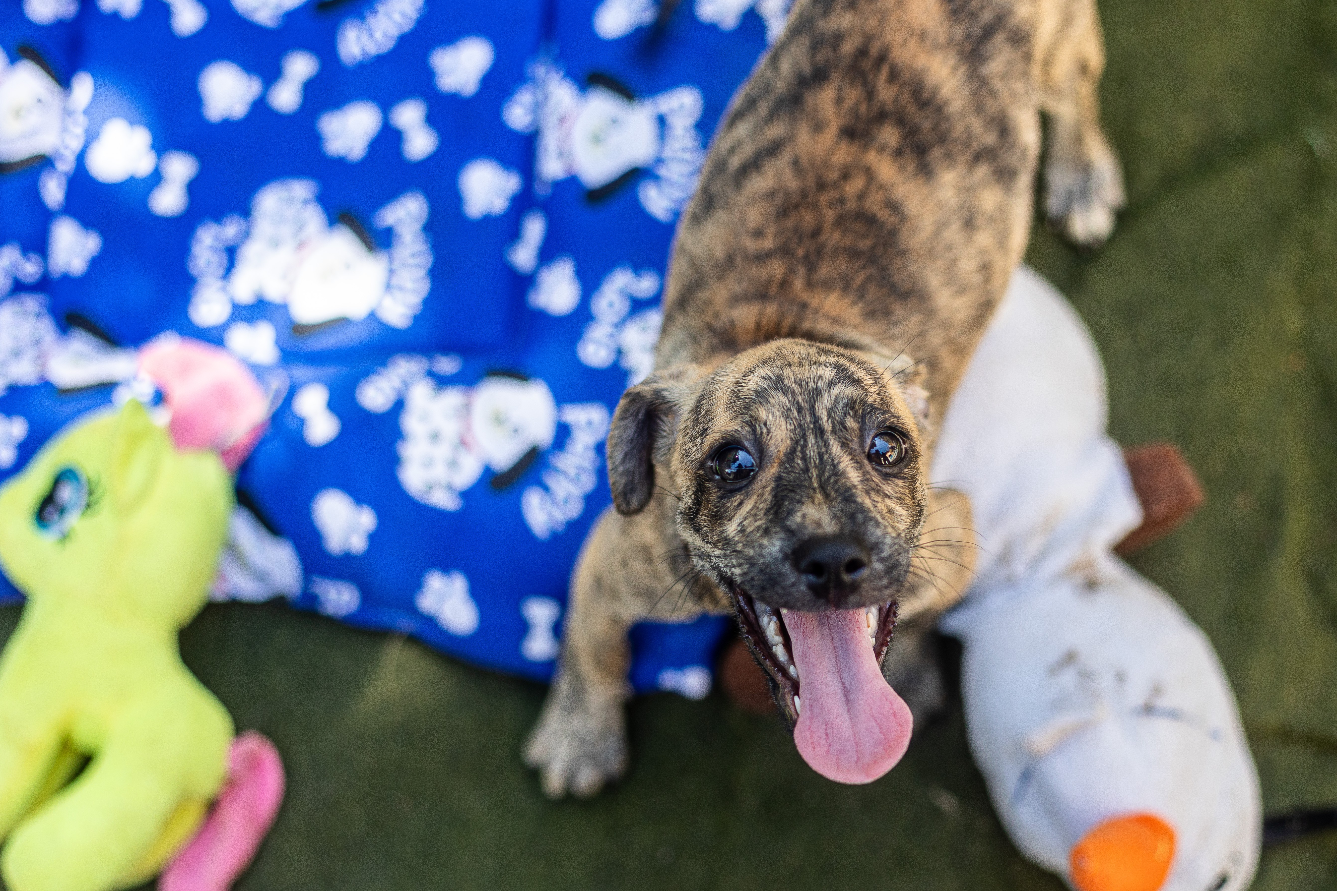 Feira de adoção de animais acontece neste final de semana em Cuiabá