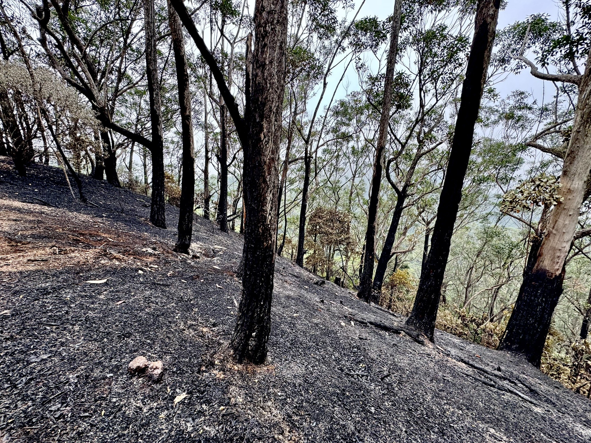 Incêndio provocado por balão na Floresta da Tijuca destruiu área equivalente a 3 campos de futebol