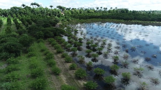 Após chuvas, lavouras de pimenta-rosa seguem alagadas no ES e produtores calculam prejuízos - Programa: Jornal do Campo ES 