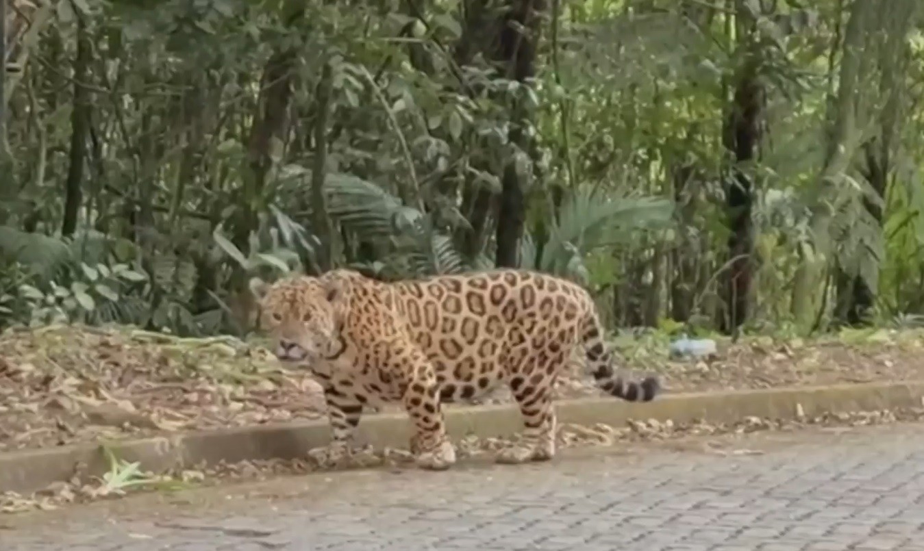 ‘Macho mais velho de Paranapiacaba’: conheça a história da onça flagrada por turista em estrada