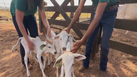 Vaca nelore dá à luz a quatro bezerros de uma só vez - Bezerros nasceram por meio de uma inseminação artificial. Fenômeno é extremamente raro.
