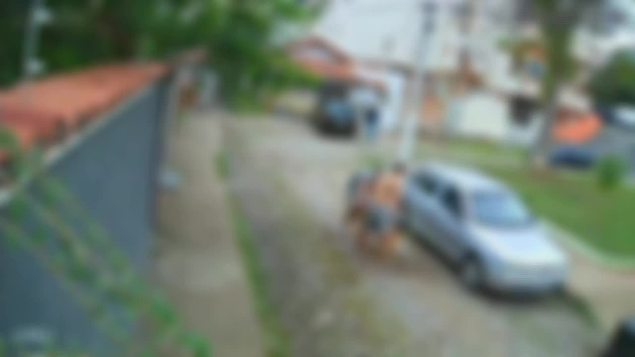 VÍDEO: Pitbull é morto a facadas após atacar cachorro no RJ