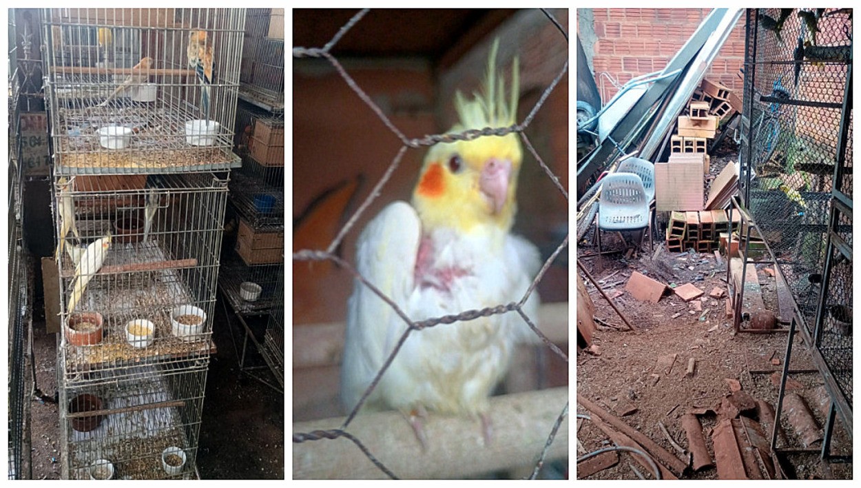 Homem é multado em R$ 540 mil após polícia resgatar 179 aves exóticas em casa no interior de SP