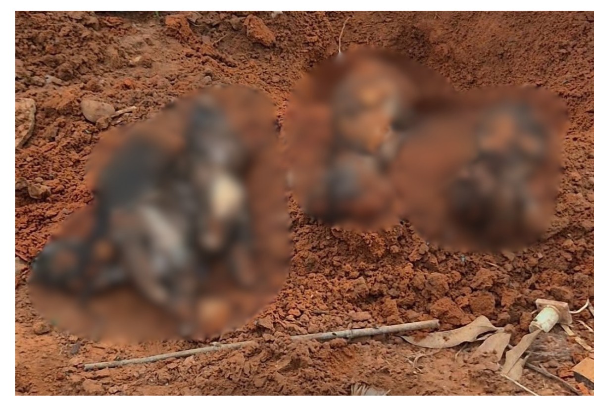 Polícia investiga maus-tratos contra animais após encontrar corpos enterrados em terreno no interior de SP