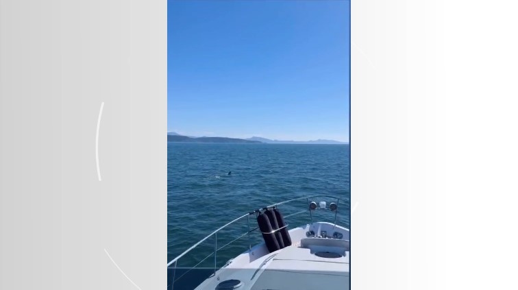 Ibama investiga perturbação de baleias em SC após vídeo flagrar aproximação de barco com motor ligado; entenda 