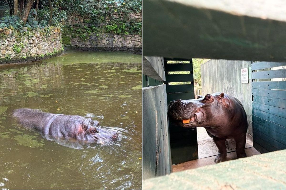 Hipopótamo Ramon se despede do litoral após 22 anos e é transferido para Zoológico de SP; VÍDEO 