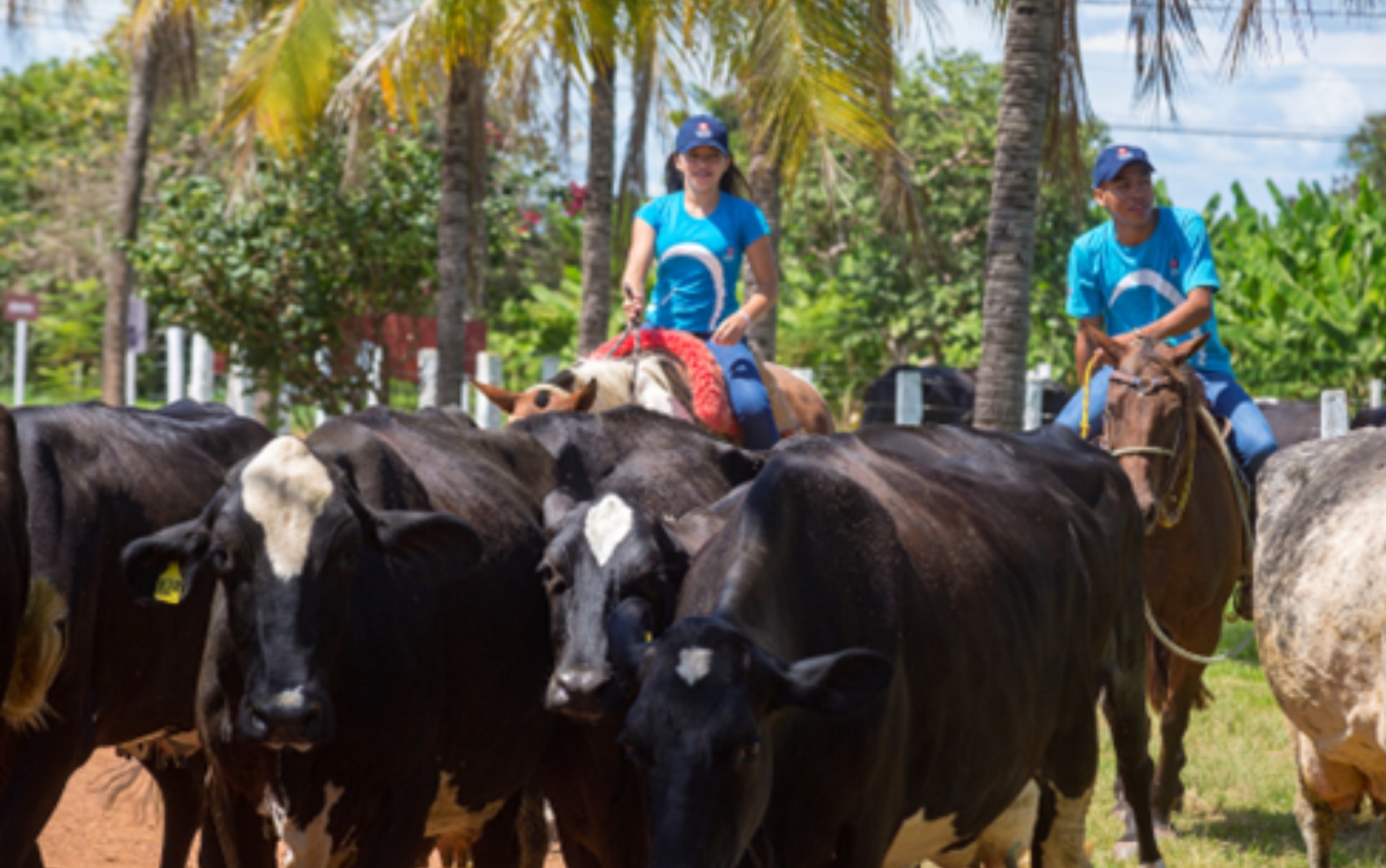 Fundação abre 35 vagas para curso técnico gratuito em Agropecuária em Feira de Santana; saiba mais