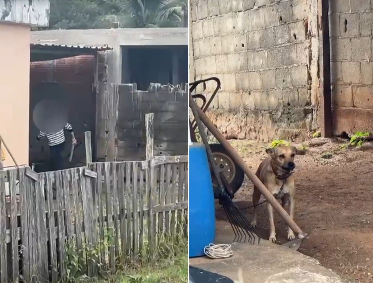 Idoso é preso após ser flagrado agredindo cadela em Itaperuna