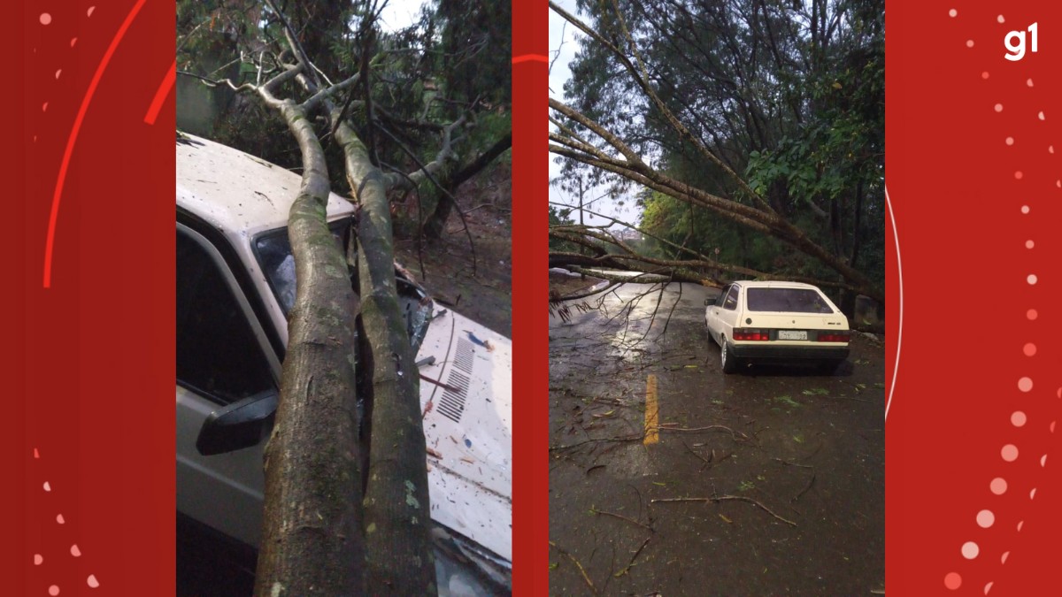 Árvore cai em cima de carro e destrói para-brisa enquanto marido levava esposa para trabalhar, no Paraná