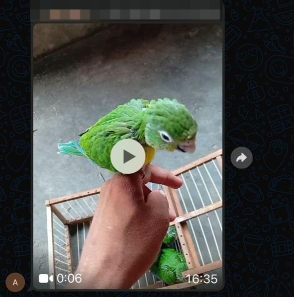 Traficantes usam grupos de mensagens para vender animais silvestres. — Foto: Ibama/Reprodução
