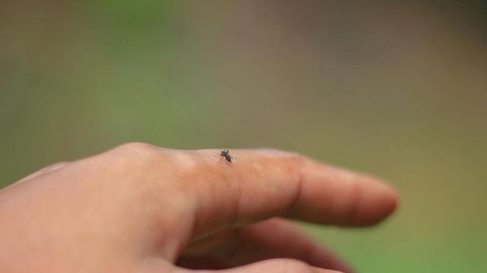 O termo 'dengue hemorrágica' foi substituído por ‘dengue grave’ ou 'dengue com sinais de alarme' pela OMS (Organização Mundial da Saúde), já que o sangramento não é o único sinal da forma grave da doença — Foto: Getty Images/BBC