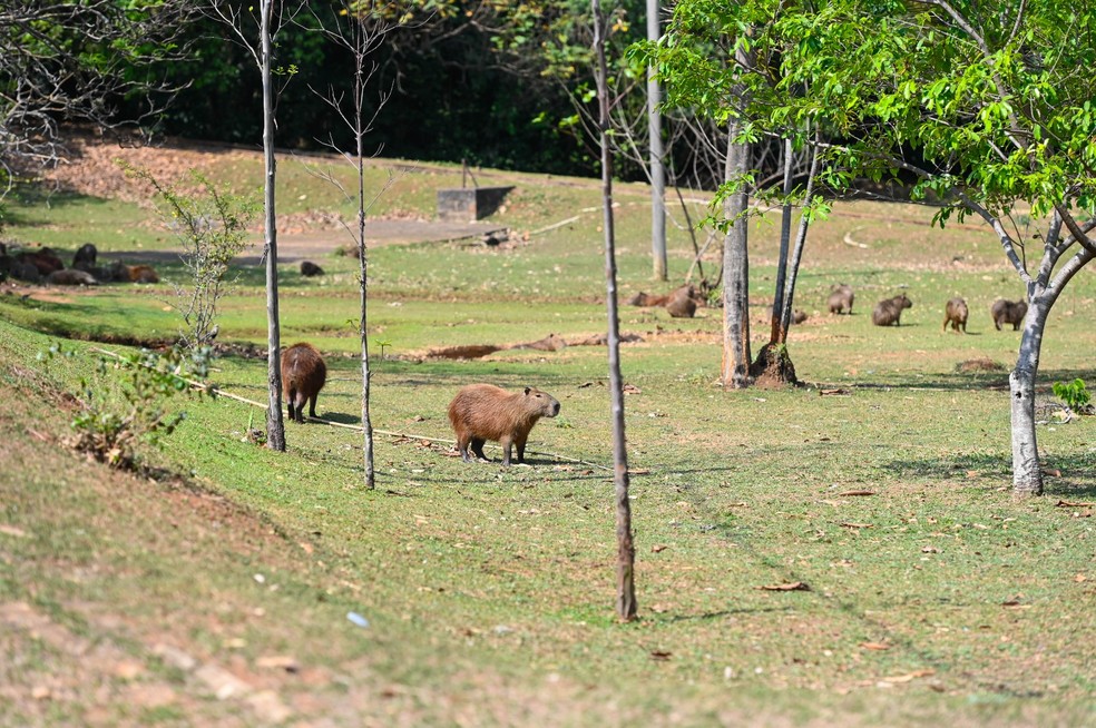 Capivaras ganham 'tatuagem' de coração para indicar que foram castradas, em Campinas | Campinas e Região | G1