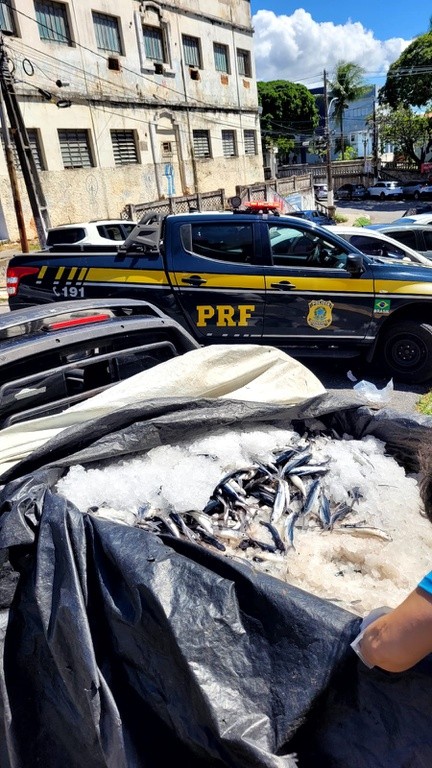 PRF apreende quase 700 kg de peixe-voador transportados de forma irregular no RN