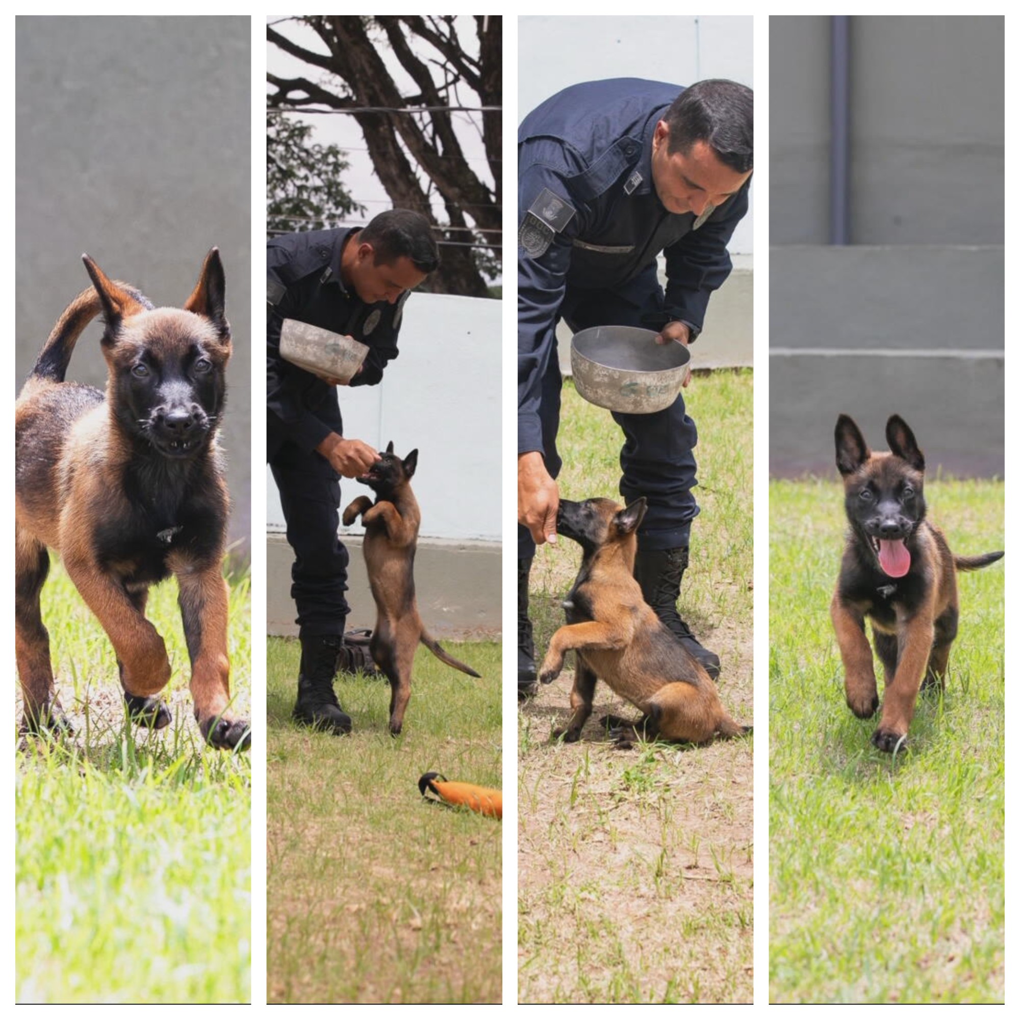 Filhote de pastor belga é a nova integrante da Guarda Municipal de BH; público escolhe nome