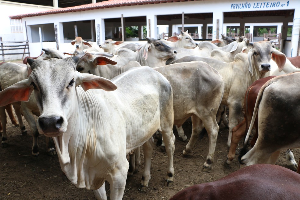 Festa do Boi 2024 começa nesta sexta-feira (11) com recorde de animais  expostos; confira programação | Rio Grande do Norte | G1