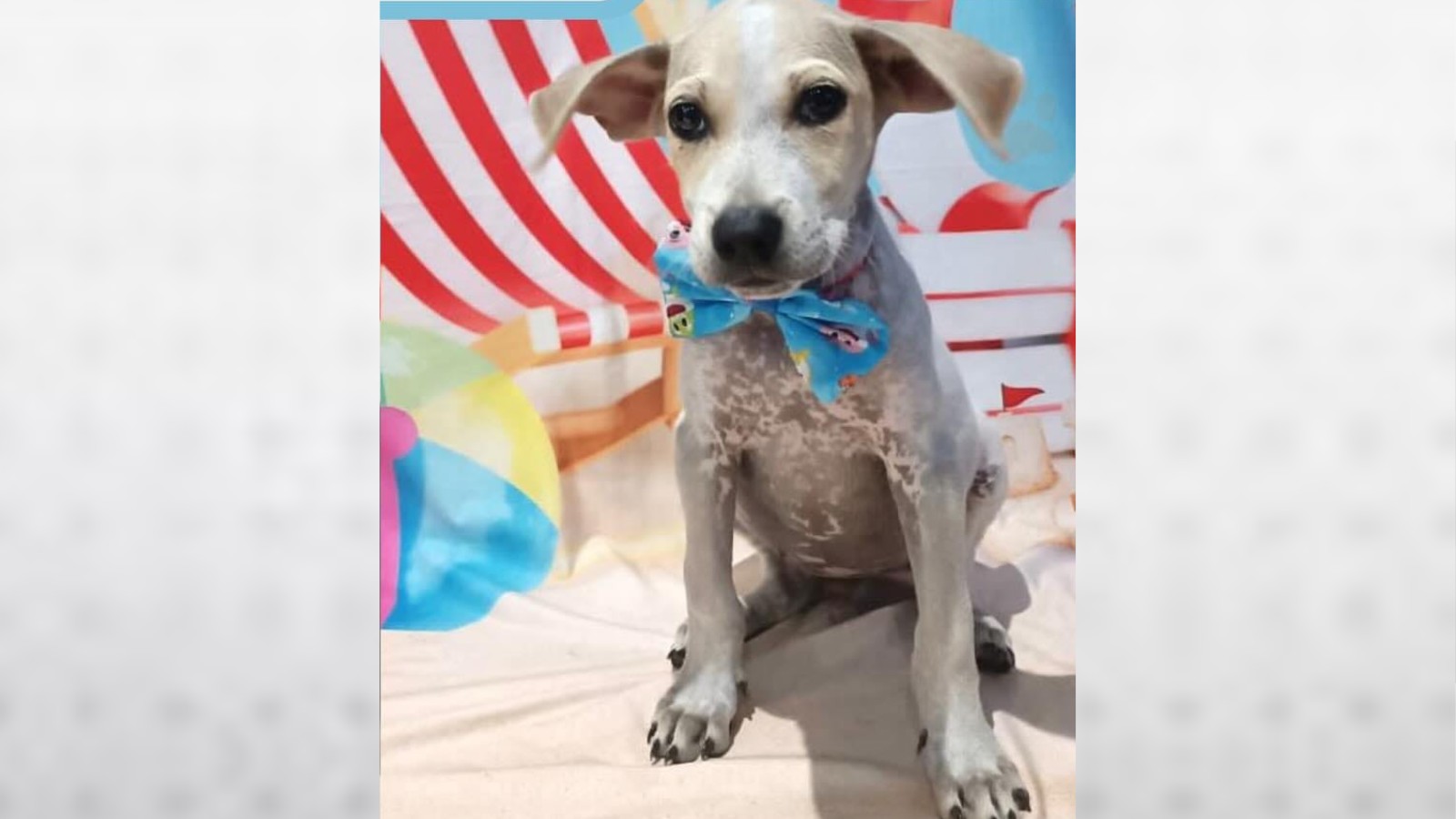 Cão resgatado após tentativa de afogamento ainda aguarda adoção no PI: 'super brincalhão e gosta de comer'
