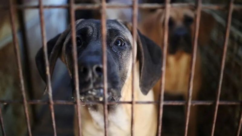 Por que a Coreia do Sul está proibindo tradicional comércio de carne de cachorro