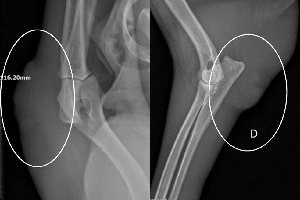 4 de 5
Exames complementares, como radiografia, podem ser utilizados para an&aacute;lise do l&iacute;quido acumulado &mdash; Foto: Arquivo pessoal
