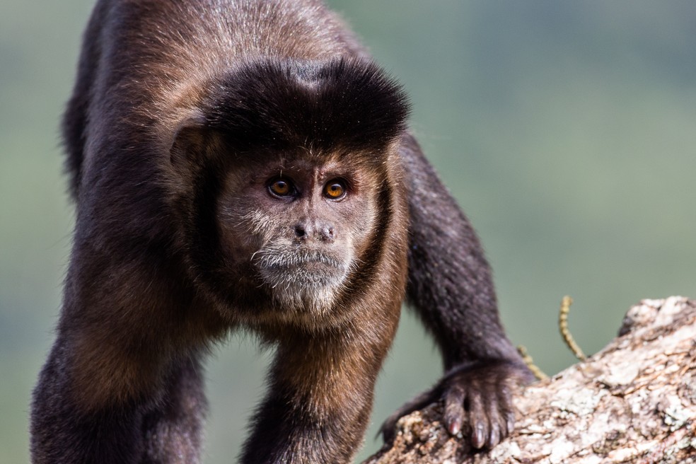 O macaco-prego é considerado um dos primatas mais inteligentes das Américas — Foto: Rodrigo Coelho/ Arquivo Pessoal