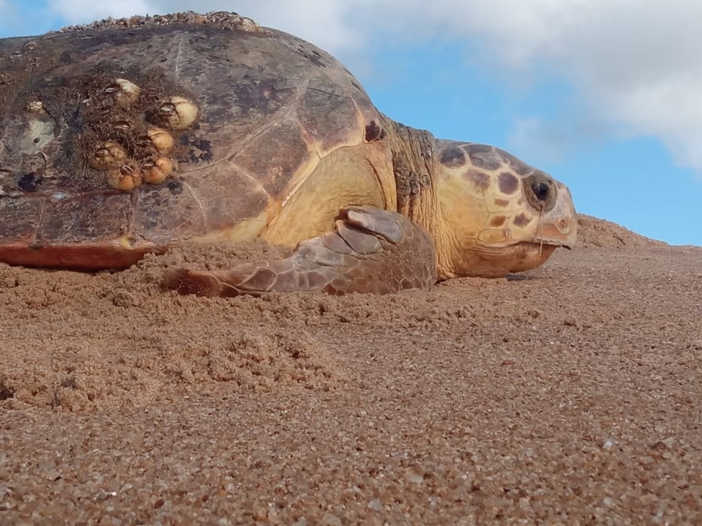 Especialistas acreditam que aumento de ninhos de tartarugas pode estar relacionado ao El Niño — Foto: Divulgação/Fundação Projeto Tamar