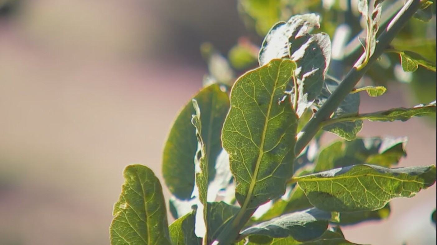 Produtores de São Roque colhem folhas de louro