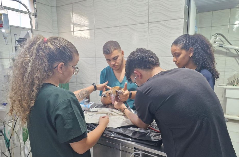 Animal passará por tratamento antes de ser devolvido à natureza. — Foto: Polícia Militar/ Divulgação