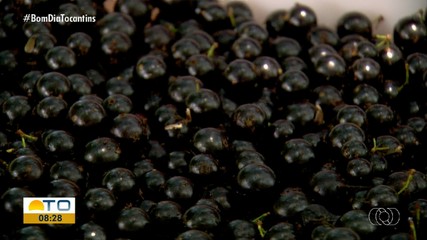 Em Taquaruçu, jabuticabas têm ganhado espaço na economia local