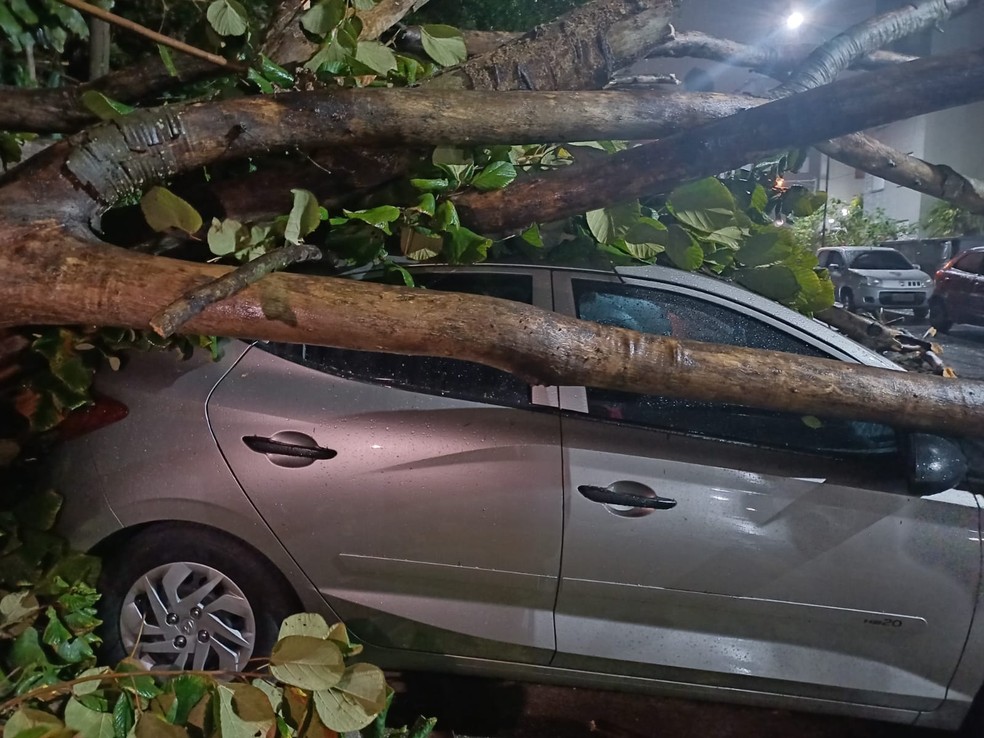 Ventania derruba árvore, que atinge carro na Zona Leste de São Paulo — Foto: Reprodução/TV Globo