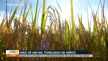 Colheita do arroz está iniciando; expectativa é de mais de 600 mil toneladas