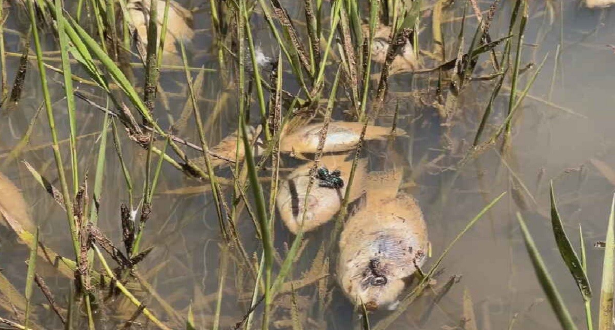 Defesa Civil interdita represa após mortandade de peixes em São Manuel
