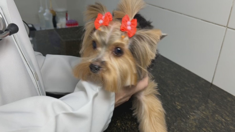 1 de 3
A yorkshire Lola, est&aacute; com a sua carteirinha em dia de vacina&ccedil;&atilde;o &mdash; Foto: Reprodu&ccedil;&atilde;o/TV TEM