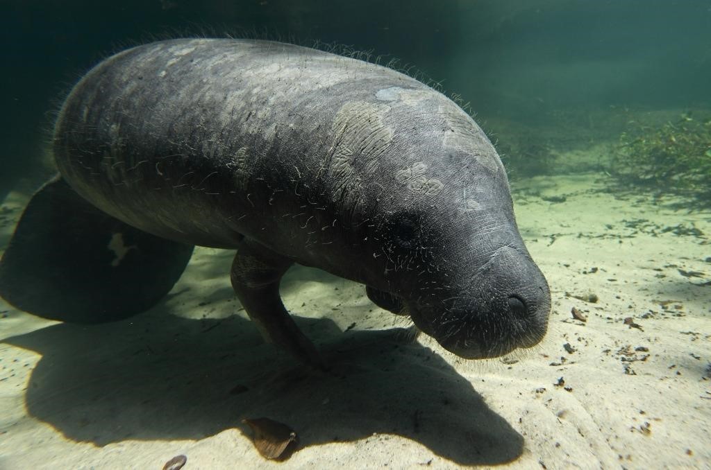 Pará declara 'Peixe-boi da Amazônia' e 'Peixe-boi Marinho' como patrimônios culturais naturais
