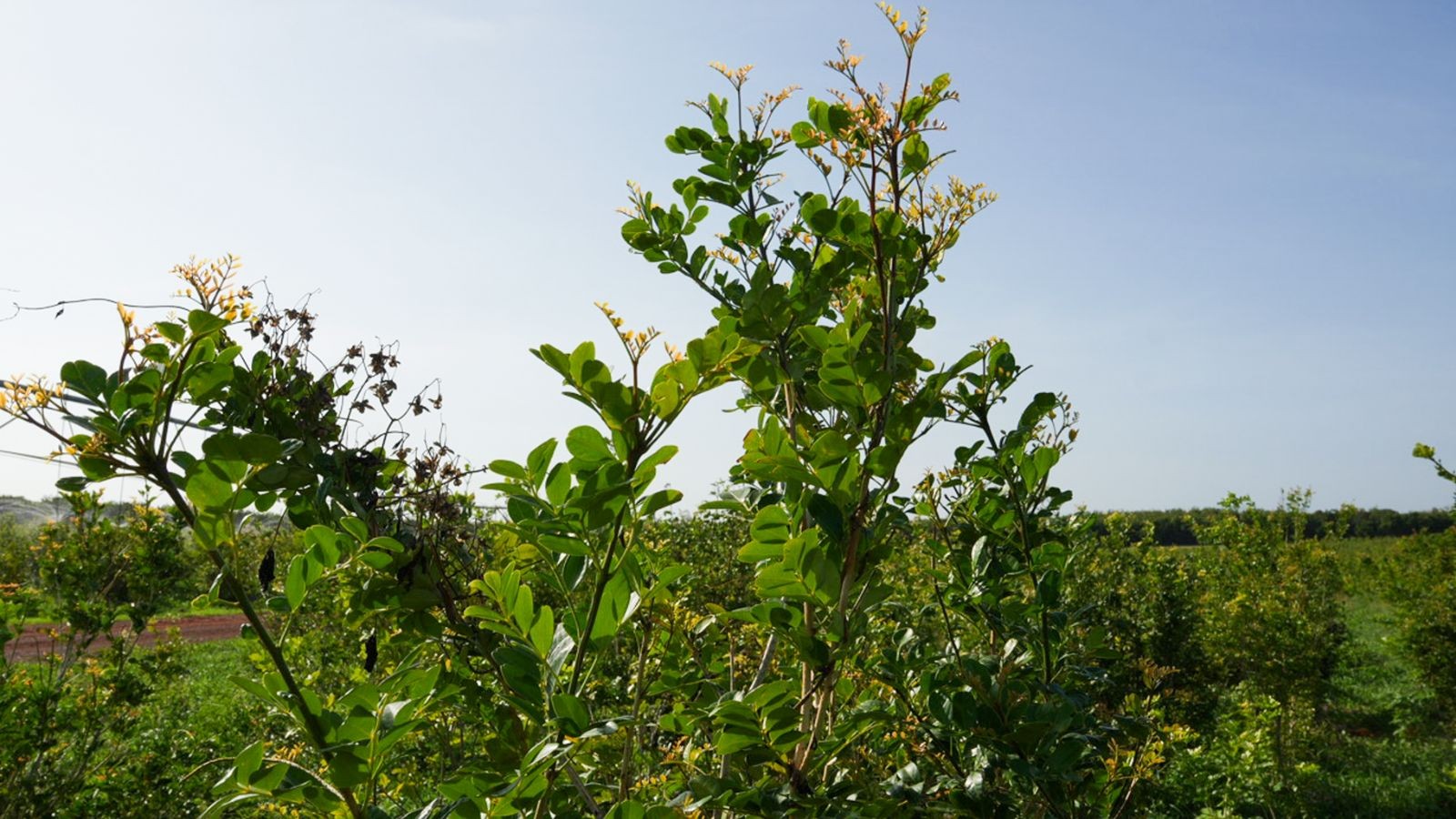 Planta cultivada no Piauí é usada na produção de remédio contra glaucoma; substância é exportada para 80 países
