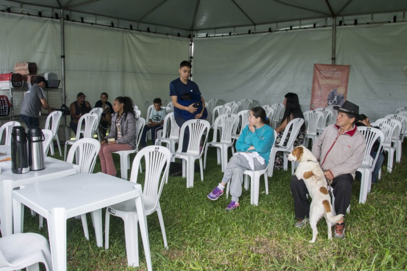 Castração gratuita de cães e gatos em Curitiba está com inscrições aberta: veja quem pode levar participar