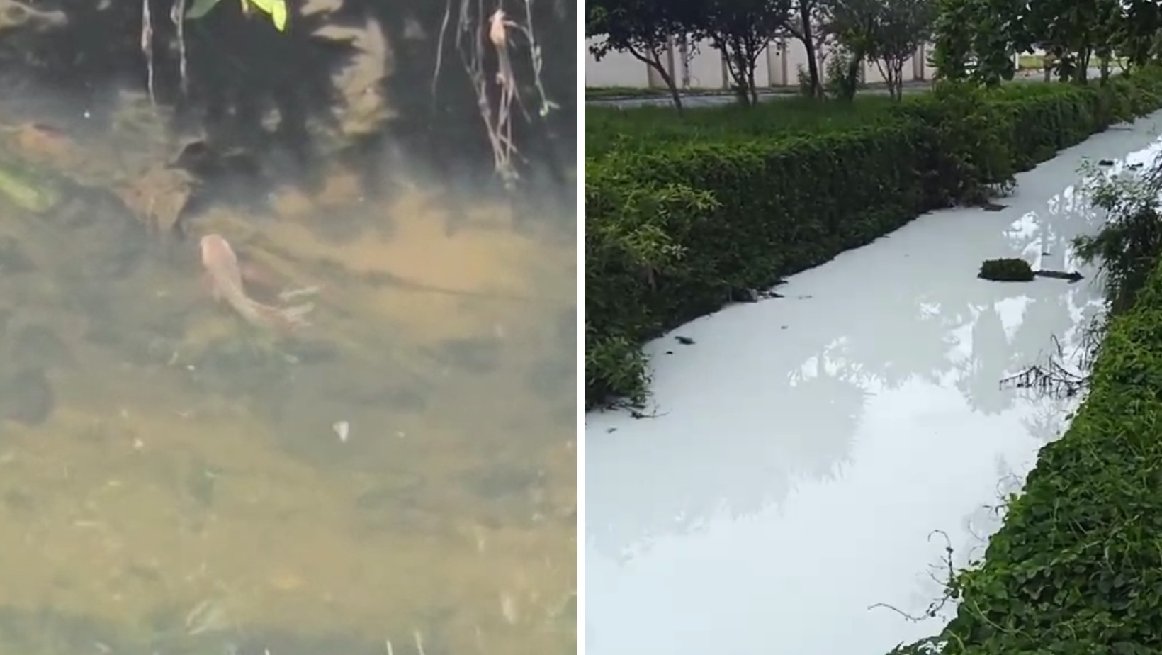 Produto químico de indústria vaza em córrego e água fica tingida de branco em Taubaté; veja ANTES E DEPOIS