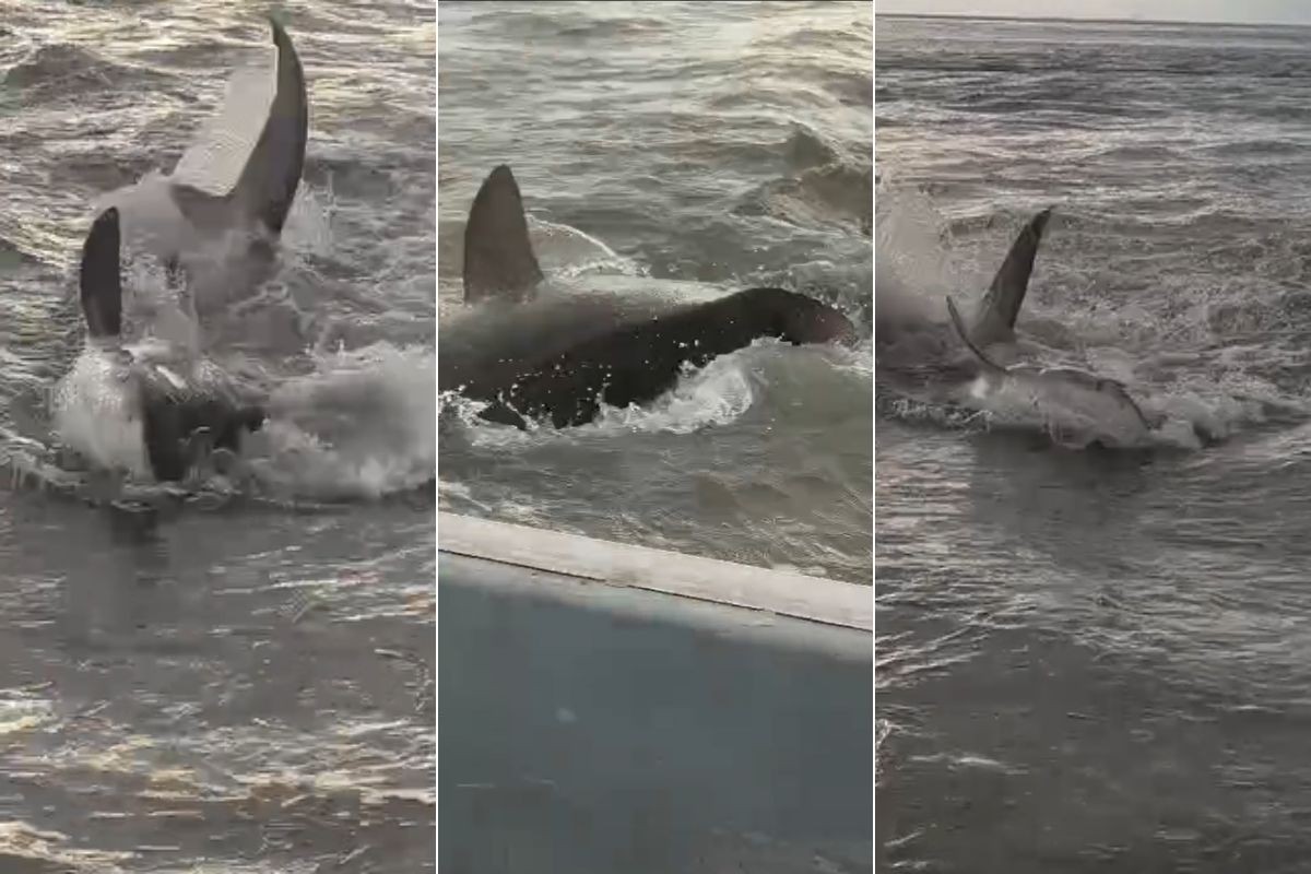 Tubarão-tigre é flagrado se debatendo perto de barco de pescadores no litoral de SP; VÍDEO