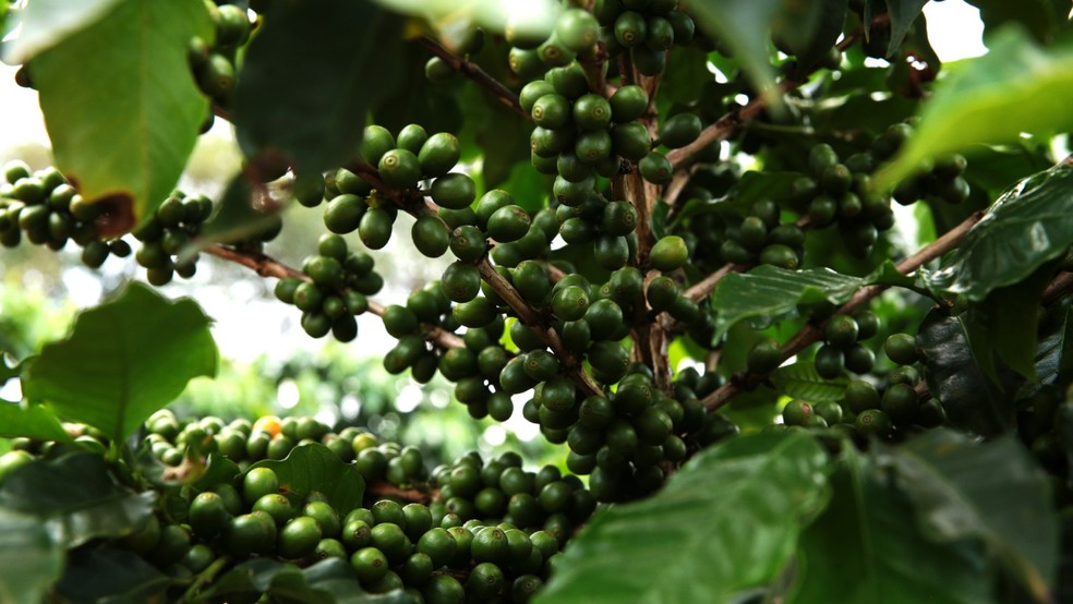 Produtores de cafés especiais de Juruaia mostram que as montanhas da cidade guardam muito mais do que paisagem — Foto: Foto: Divulgação.