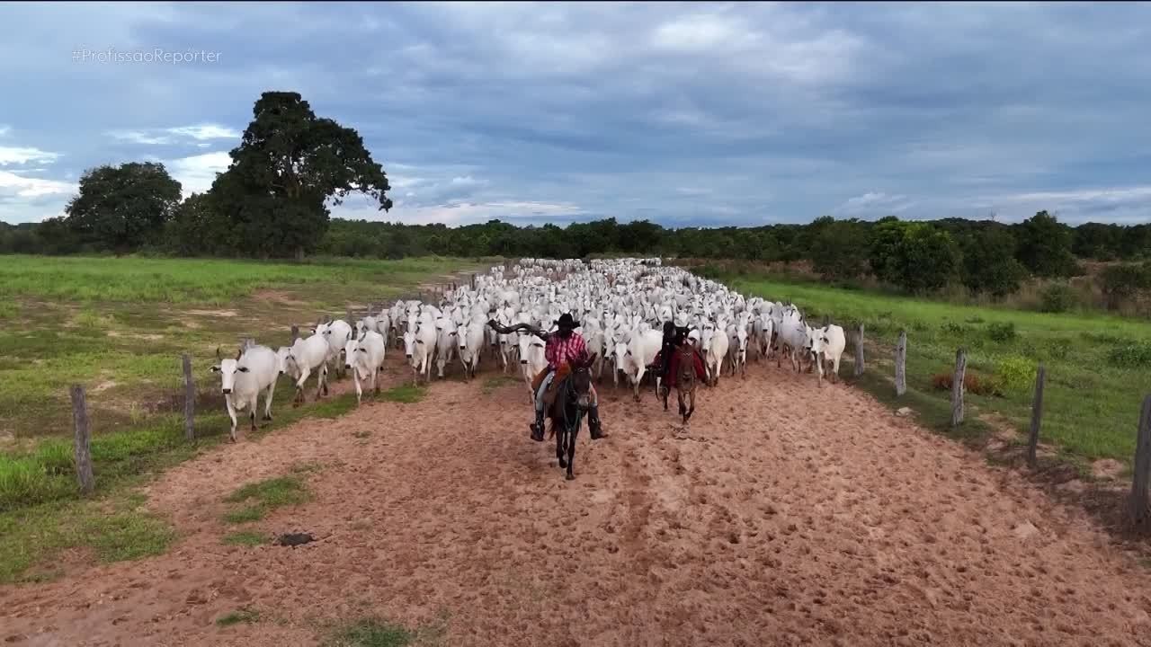 Meses na estrada, cozinha e cama improvisadas na mata: o trabalho exaustivo de peões de comitiva no Pantanal
