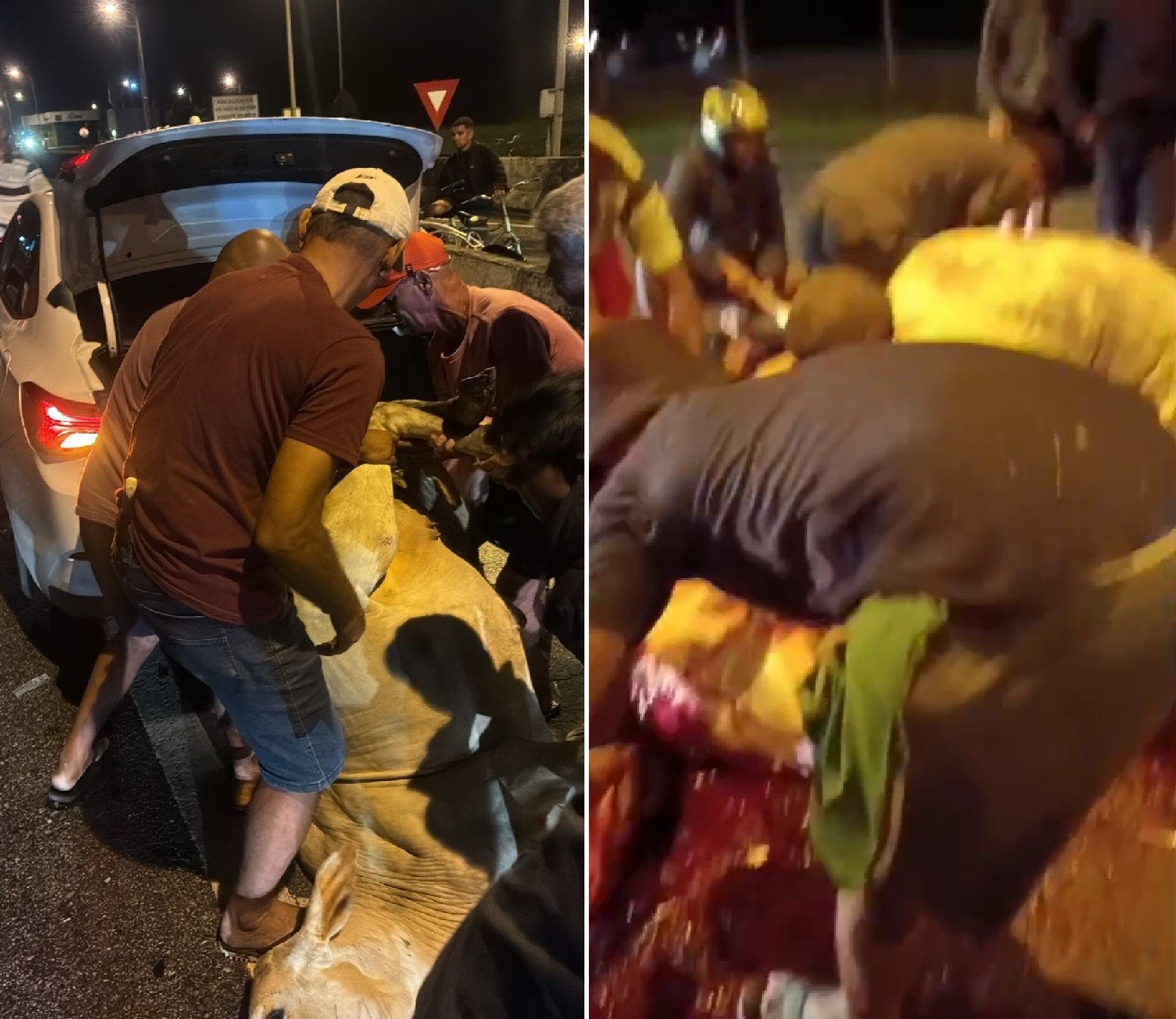 Vídeo: Populares cortam carne de bois mortos e comemoram após boiada causar acidente na BR-101 em Rio Bonito