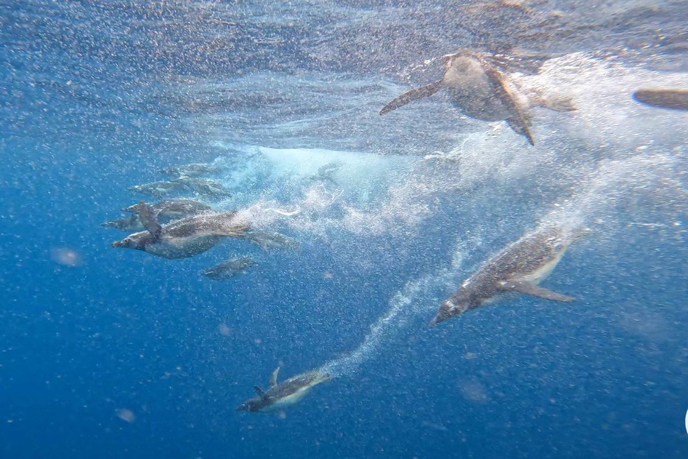 Pinguins e tartarugas são devolvidos à natureza após reabilitação em Rio  Grande; vídeo, Rio Grande do Sul