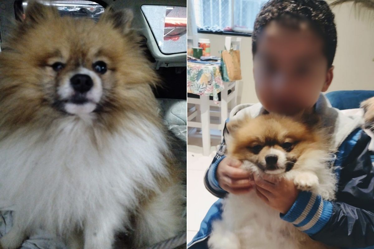 Cachorro da raça spitz alemão é furtado de família e vendido por R$ 100: 'Levou nosso bebê'