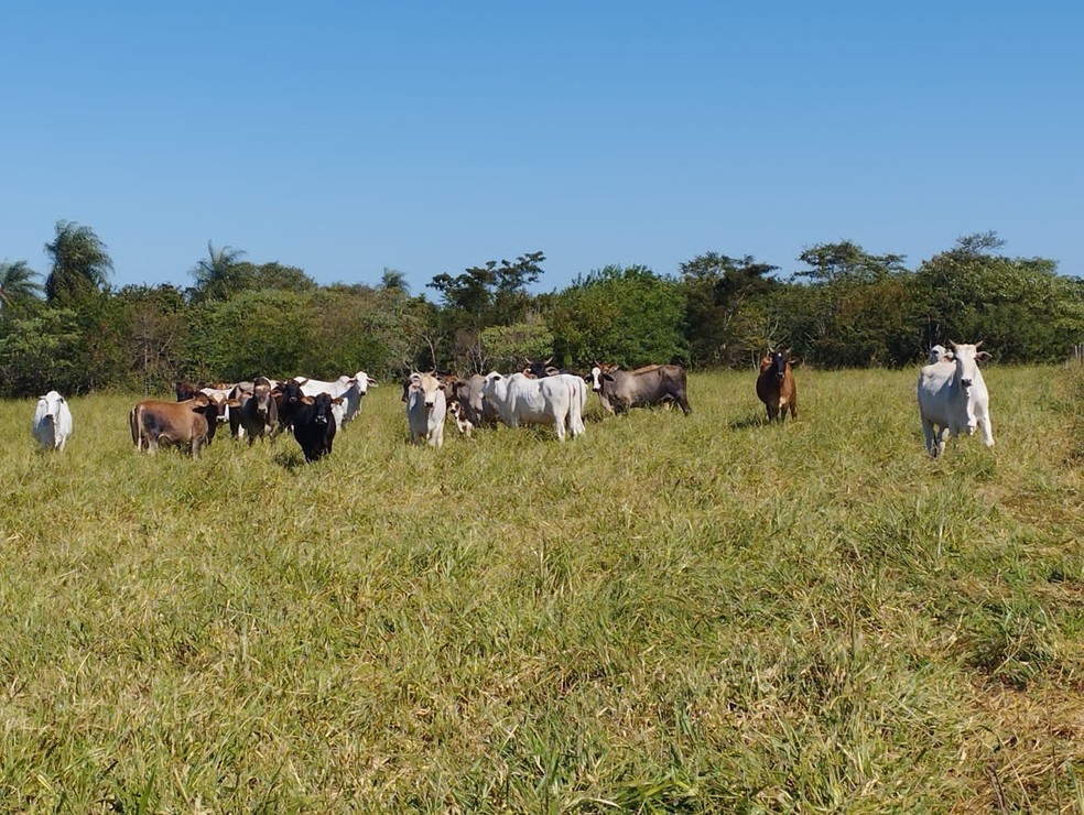 Assentado é multado em R$ 2,9 mil por pastoreio de gado em reserva legal, em Rosana (SP) — Foto: Polícia Ambiental